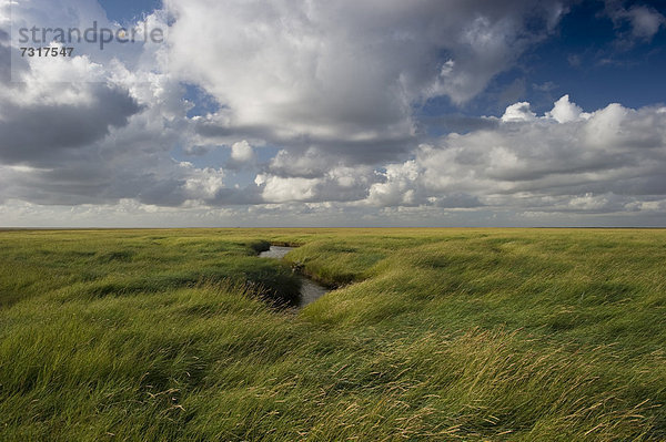 Salzwiesen  Westerhever  Eiderstedt  Nordfriesland  Schleswig-Holstein  Deutschland  Europa