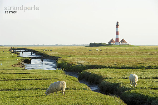 Schafe vor Leuchtturm Westerheversand  Westerhever  Eiderstedt  Nordfriesland  Schleswig-Holstein  Deutschland  Europa