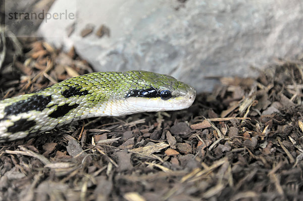 Schönnatter (Elaphe taenuira)  Vorkommen Malaysia  Terrazoo Nordrhein-Westfalen  Deutschland  Europa