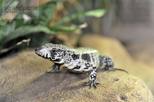 Schwarzweißer Teju (Tupinambis merianae)  Vorkommen Südamerika  Terrazoo  Nordrhein-Westfalen  Deutschland  Europa