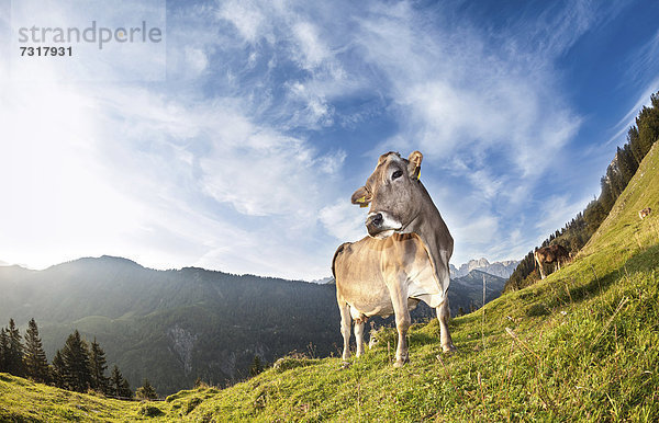 Eine enthornte Kuh  Braunvieh  Walchsee  Tirol  Österreich  Europa