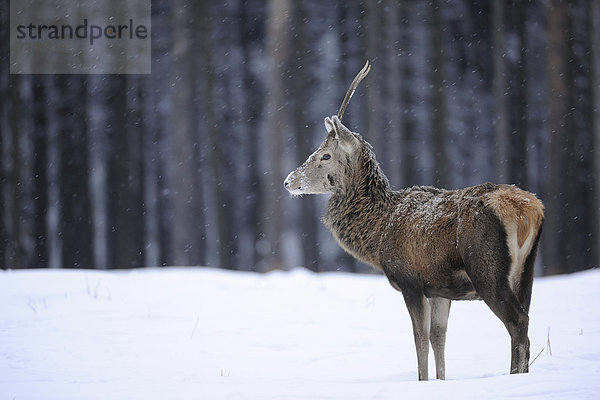 Junger Rothirsch (Cervus elaphus)  Schmalspießer  mit Winterdecke  Winterfell  bei Schneefall  staatliches Wildgehege  Niedersachsen  Deutschland  Europa