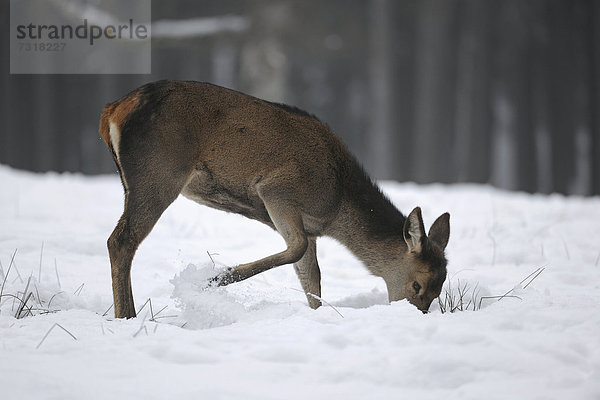 Rothirsch (Cervus elaphus)  Hirschkalb sucht in der Notzeit unter der Schneedecke nach Nahrung  staatliches Wildgehege  Niedersachsen  Deutschland  Europa