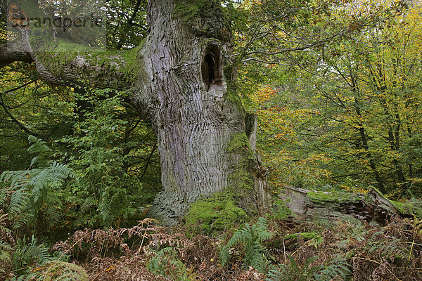 Stiel-Eiche  Stieleiche (Quercus robur)  alter Hutebaum oder Huteeiche  Urwald an der Sababurg  Hessen  Deutschland  Europa