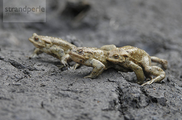 Erdkröten (Bufo bufo)  Krötenwanderung zum Laichgewässer  Thüringen  Deutschland  Europa