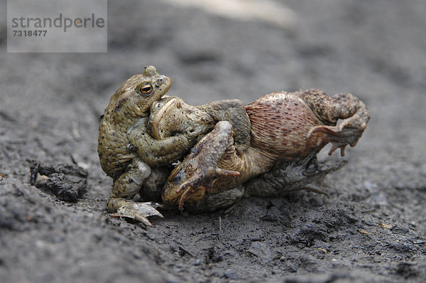 Erdkröten (Bufo bufo)  zwei Männchen kämpfen um ein Weibchen  Thüringen  Deutschland  Europa