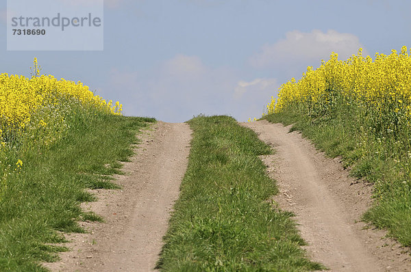 Weg im Rapsfeld  Thüringen  Deutschland  Europa