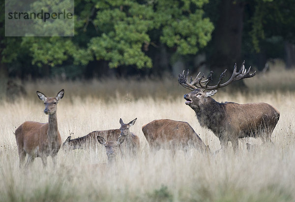 Rothirsche (Cervus elaphus)  Dänemark  Europa