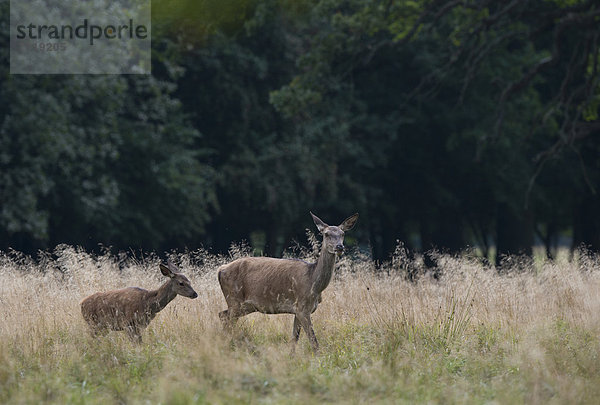 Rothirsche (Cervus elaphus)  Dänemark  Europa