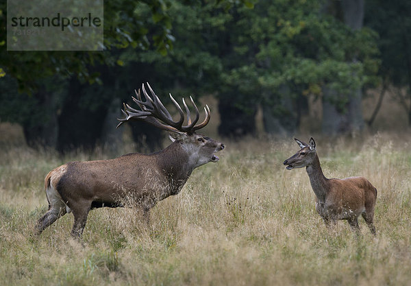 Rothirsch (Cervus elaphus)  röhrend  und Hirschkuh  Dänemark  Europa