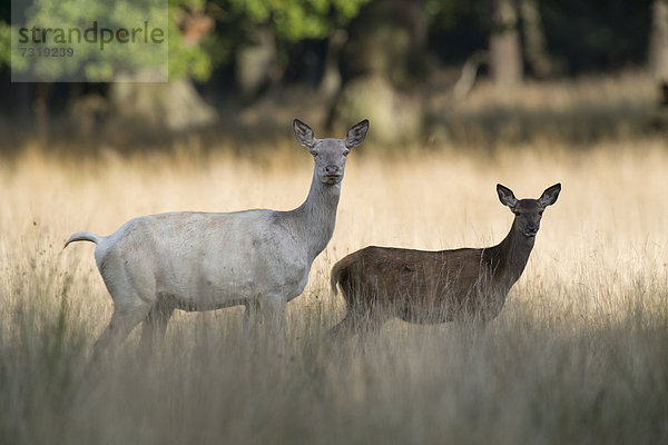 Rothirsche (Cervus elaphus)  weißes Alttier mit braunem Hirschkalb  Dänemark  Europa