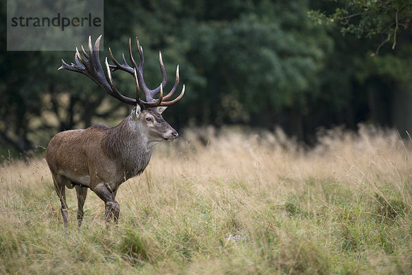 Rothirsch (Cervus elaphus)  Dänemark  Europa