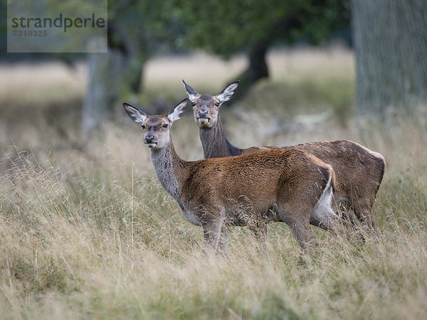 Rothirsche (Cervus elaphus)  Dänemark  Europa