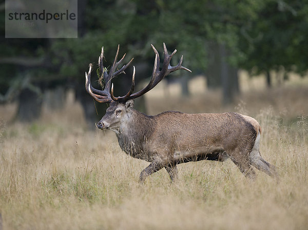 Rothirsch (Cervus elaphus)  Dänemark  Europa