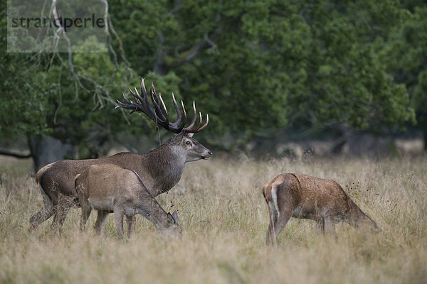 Rothirsche (Cervus elaphus)  Dänemark  Europa