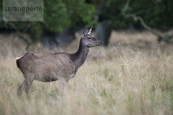 Rothirsch (Cervus elaphus)  Dänemark  Europa