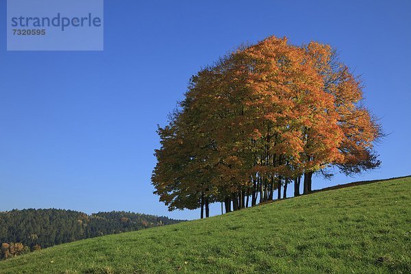 Ahornbäume  Sächsische Schweiz  Sachsen  Deutschland  Europa