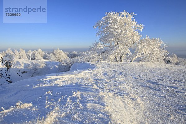 Hirtstein  Erzgebirge  Sachsen  Deutschland  Europa