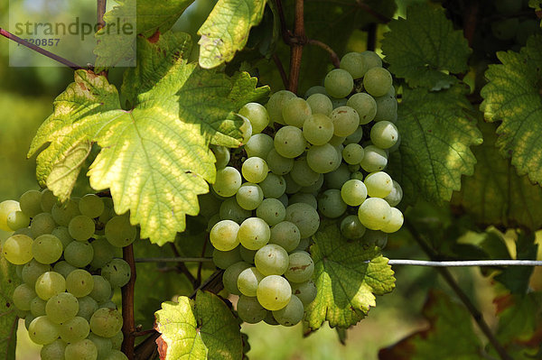 Weiße Weintrauben (Vitis vinifera) am Rebstock  Kirchberg  Wipfeld  Unterfranken  Bayern  Deutschland  Europa