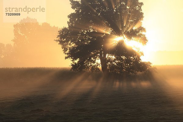 Baum bei Sonnenaufgang  Sauerland  Nordrhein-Westfalen  Deutschland  Europa