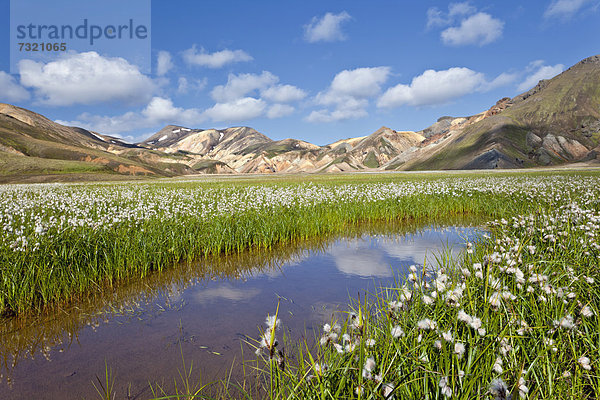 Rhyolithberge  davor Wollgras (Eriophorum)  Landmannalaugar  Island  Europa