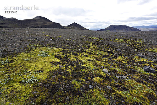 Ein Stück grüne Vegetation in einer Felslandschaft  Hochland  Island  Europa