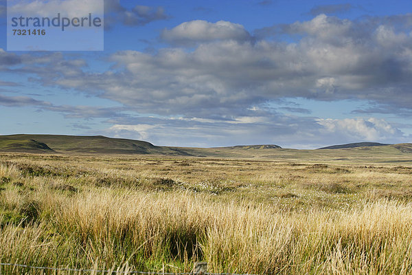 Graslandschaft  Insel Islay  Innere Hebriden  Schottland  Großbritannien  Europa