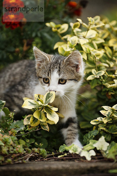 Katzenwelpe schleicht durch Blumenbeet  12 Wochen