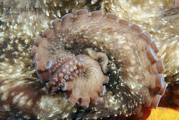 Pazifischer Riesenkrake (Enteroctopus dofleini)  Japanisches Meer  Primorje Region  Russland  Fernost