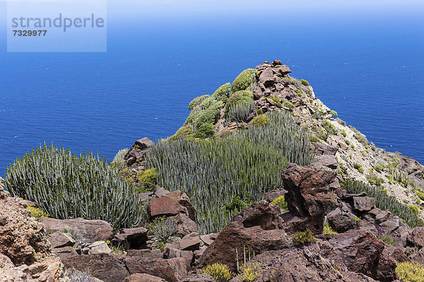 Kanaren-Wolfsmilch (Euphorbia canariensis)  Steilküste bei bei Casas de Tirma de San Nicol·s  Region Artenara  Gran Canaria  Kanarische Inseln  Spanien  Europa  ÖffentlicherGrund