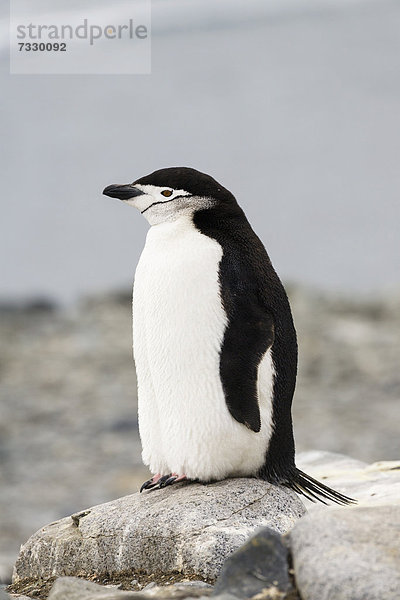 Zügelpinguin (Pygoscelis antarctica)  Antarktische Halbinsel  Antarktis