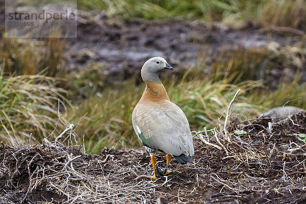 Graukopfgans (Chloephaga poliocephala)  Kap Hoorn Nationalpark  Chile  Südamerika