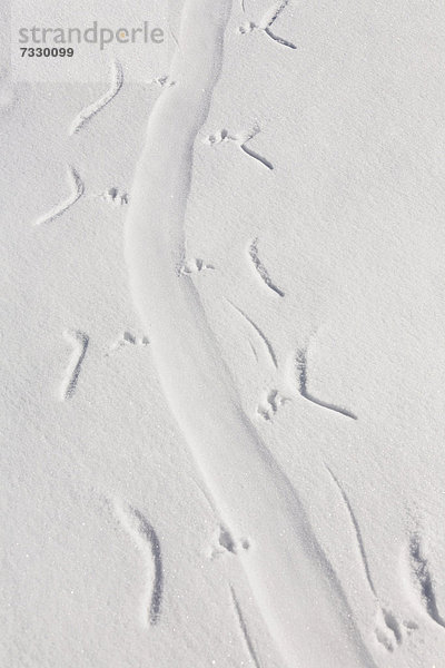Spuren eines auf dem Bauch rutschenden Adeliepinguins (Pygoscelis adeliae) im Schnee  Antarktis