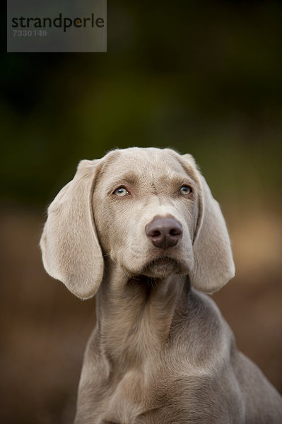 Weimaraner Junghund  Portrait