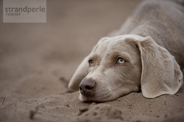 Weimaraner Junghund liegt im Sand  Portrait