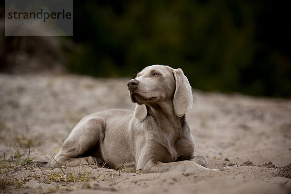 Weimaraner Junghund liegt im Sand