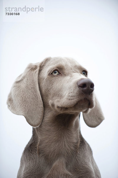 Weimaraner Junghund  Portrait