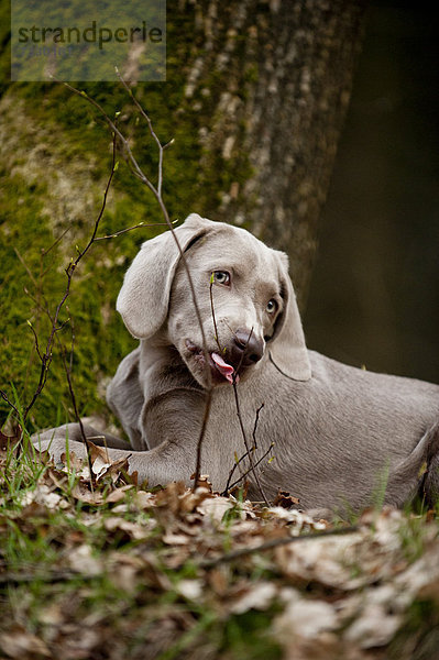 Weimaraner Junghund knabbert an einem Ast im Wald