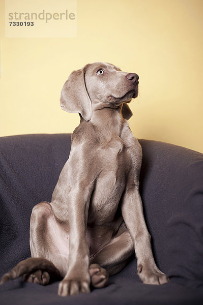Weimaraner Junghund sitzt auf einem Sessel
