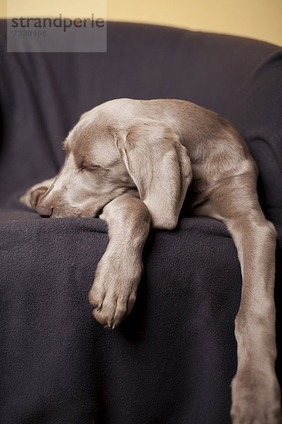 Weimaraner Junghund schläft auf einem Sessel