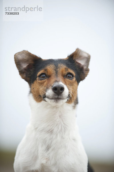 Portrait Jack Russell Terrier