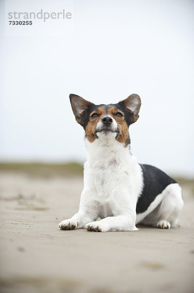 Liegender Jack Russell Terrier