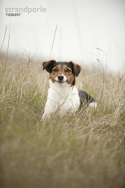 Liegender Jack Russell Terrier