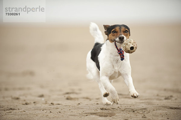 Galoppierender Jack Russell Terrier am Strand