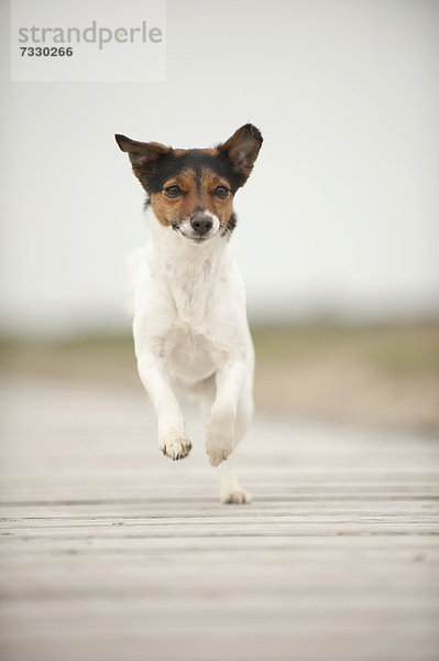 Jack Russell Terrier läuft auf einem Steg