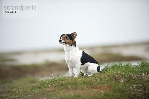 Jack Russell Terrier sitzt am Strand