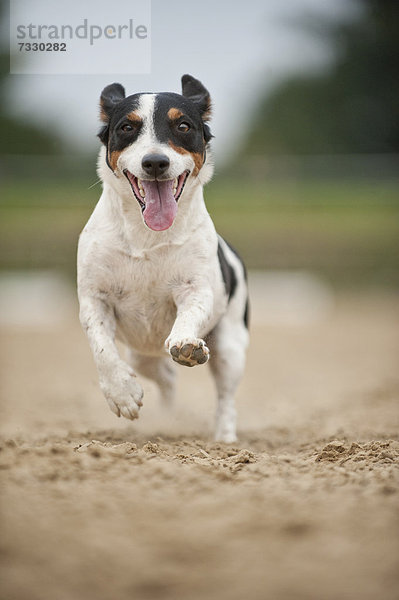 Galoppierender Jack Russell Terrier