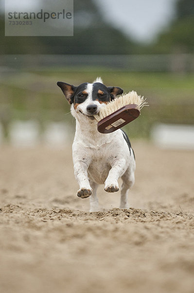 Jack Russell Terrier apportiert Bürste