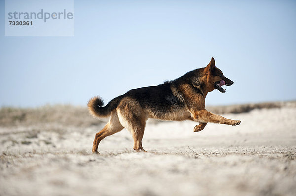 Deutscher Schäferhund läuft am Strand