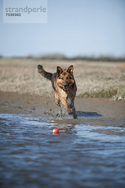 Deutscher Schäferhund läuft am Ufer entlang